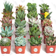 Plants Gold Box | Amazon